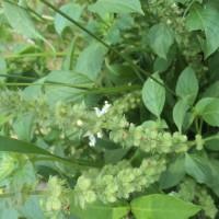 Ocimum americanum L.